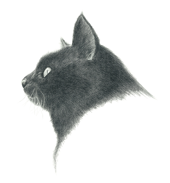 Solly the cat