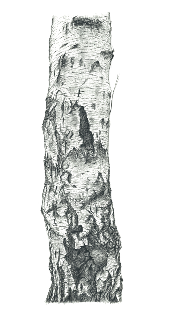 Silver Birch