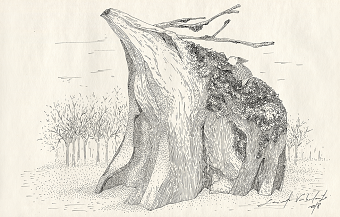 FOREST CREATURES