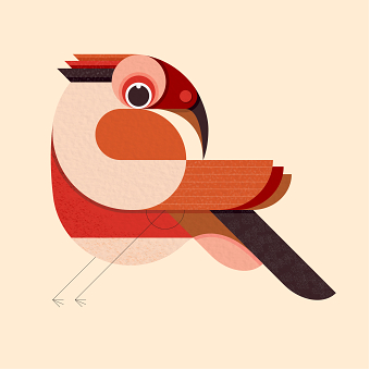Bird Study