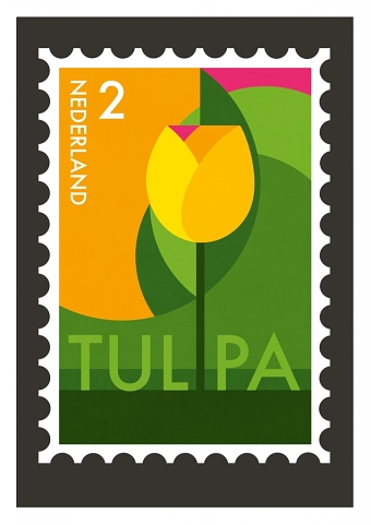 Tulipa