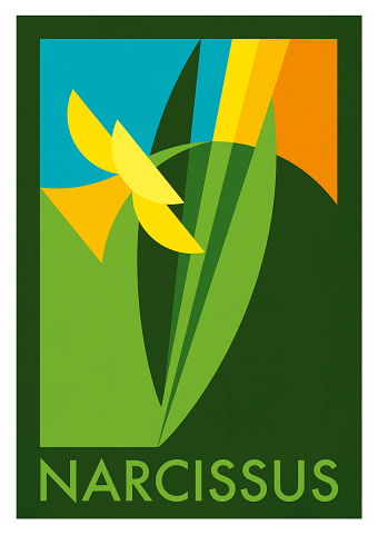 Narcissus