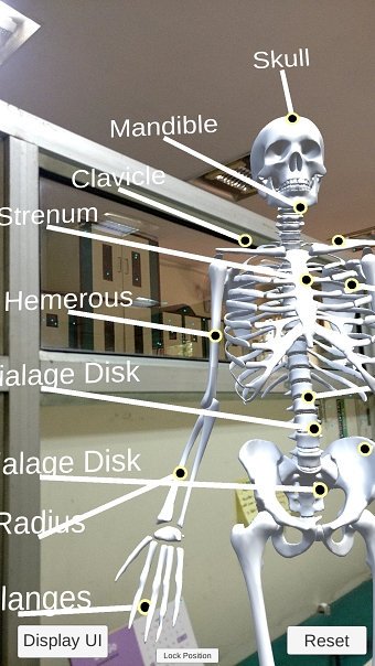 Skeleton in Augmented Reality