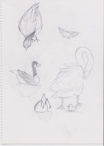Bird Sketches in the Park