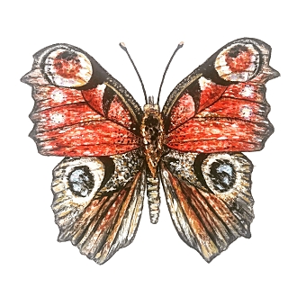 Butterfly Illustration