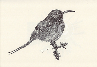 BALLPEN BIRDS