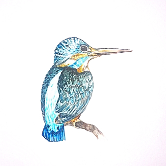 Woodpecker Illustration