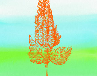 Orange Quinoa