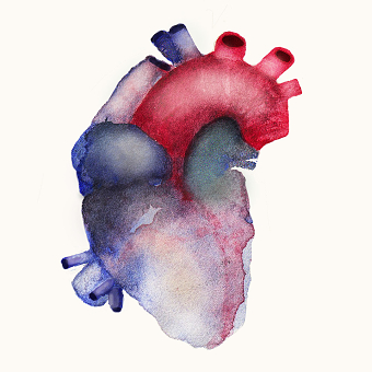 Heart