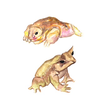 Kiss that frog