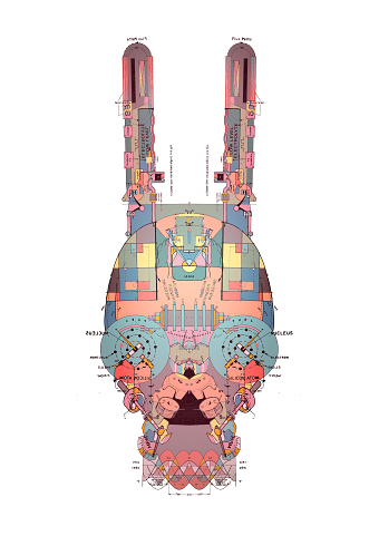 Lepus Nucleus Curpaeums