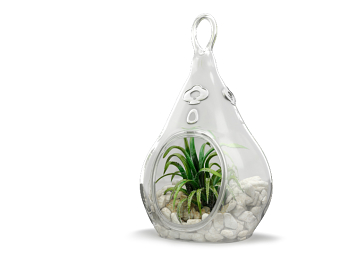Plants in the Vase
