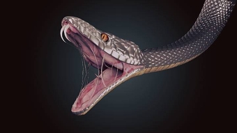 CGI Lizard