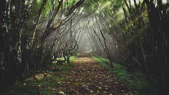 CGI Forest Scene