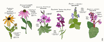Perennial Plant Illustrations