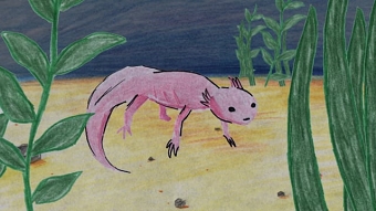 The Axolotl