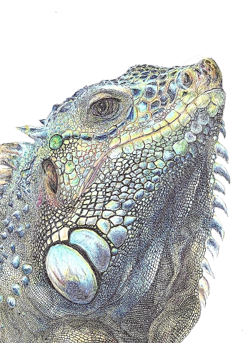 Iguana