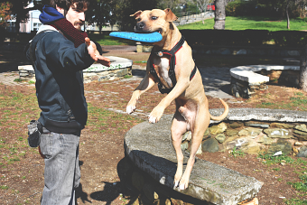 Photography Dog Trainer - Animaltrix