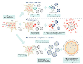 Allergic response infographic