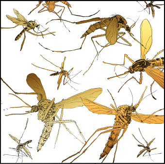Mosquitos