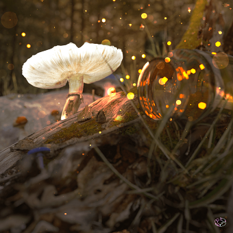 Forest's Myth