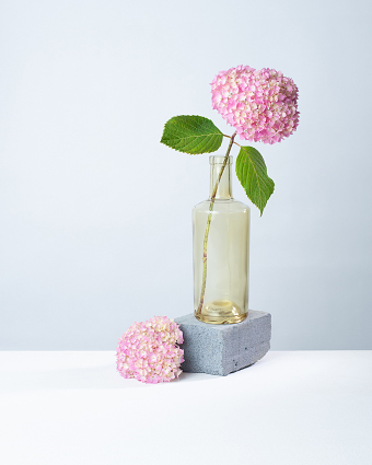 Hydrangea