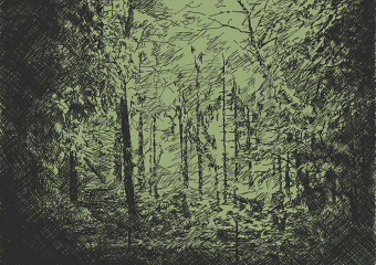 Forest illustration