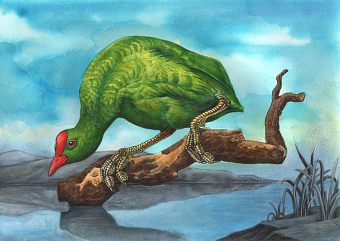 more natural history illustration