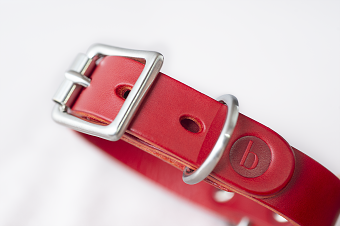 Barkened, dog accessories retailer