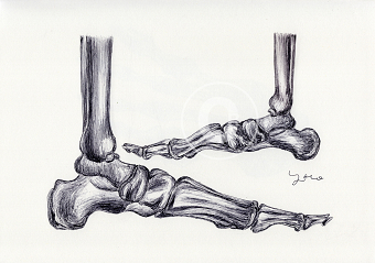 BALLPEN BONES