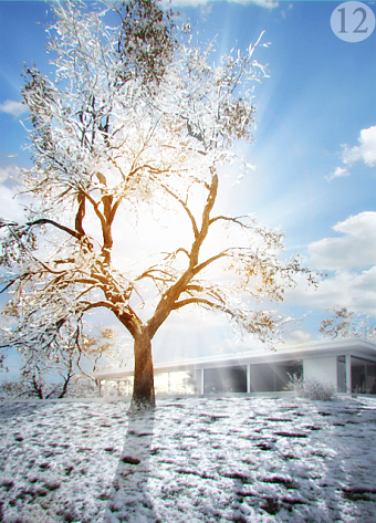 Snowy Tree