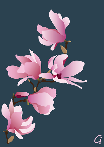 Magnolia Blooms