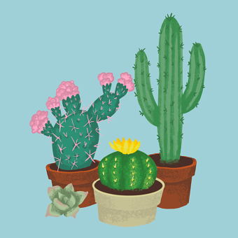 Cacti Illustration