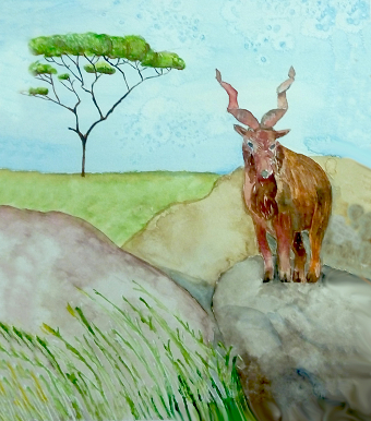 Animal-3