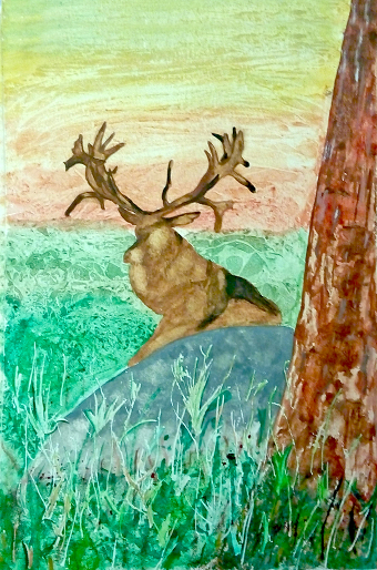 Animal-4