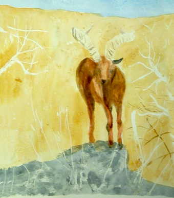 Animal-6