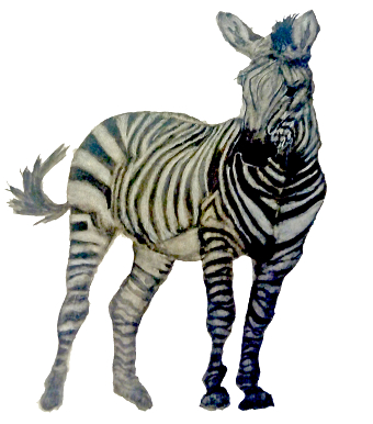 Animal-7