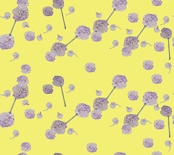 carnation