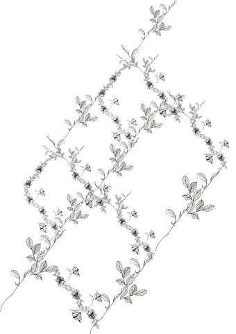 Trailing Rose