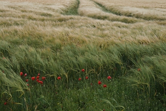 Crop