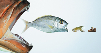 FOOD CHAIN