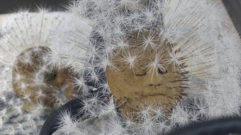 DANDELION / FORD KA
