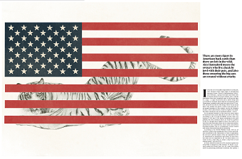 Editorial Illustrations