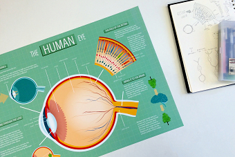 The Human Eye