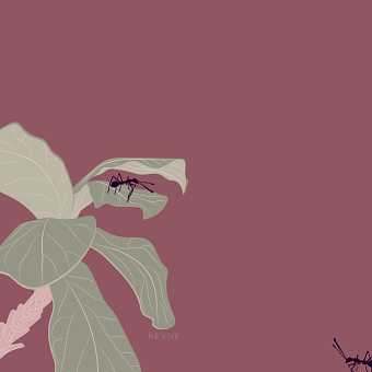ANTS ILLUSTRATION