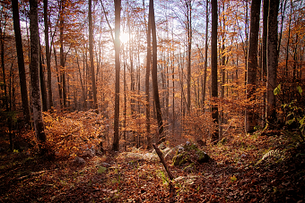 Colors of Autumn - Cansiglio 2020