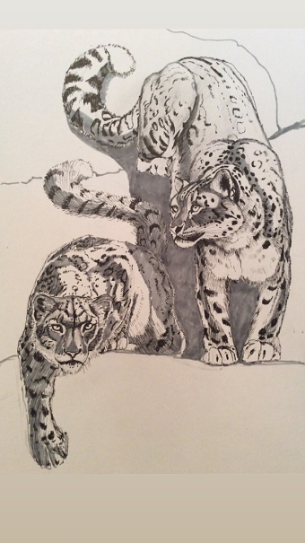 Snow Leopards