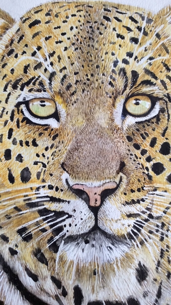 Leopard