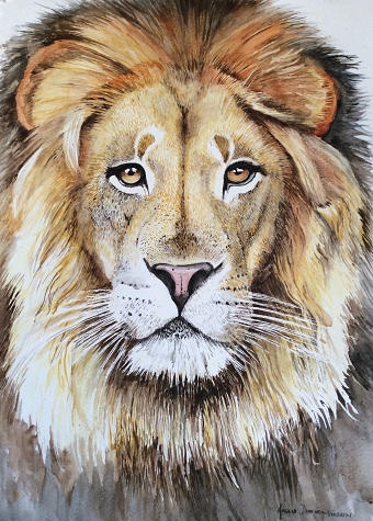 Male African Lion
