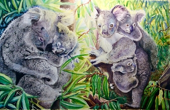 Wildfires of Australia - Koala bears